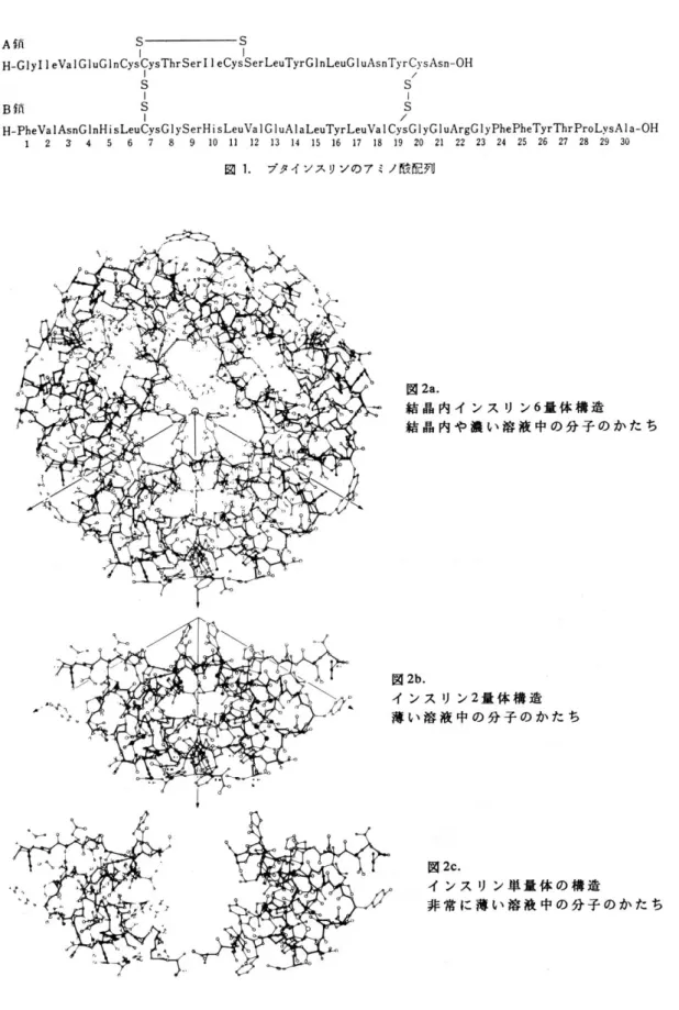 図  インスリン分子構造 