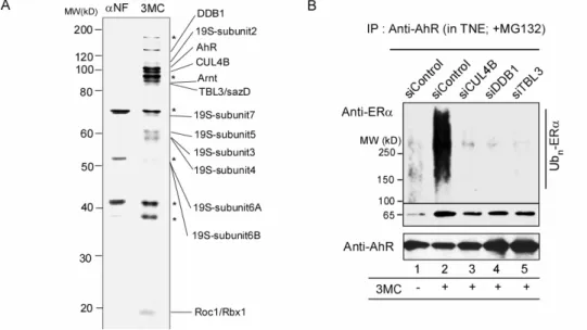 図 2. AhR と ER のクロストークを担う CUL4B AhR 複合体の同定