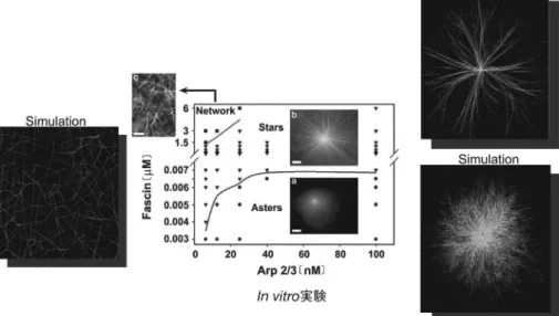 図 2　In vitro 糸状仮足形成実験の in silico 再現