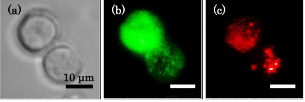 図 2   乳癌細胞の BF(a),  GFP(b) および Cy5(c) フィルターによ る蛍光顕微鏡像 (a) (b) (c)10 μm 図 3  中心凹 1/2 周期(a)と中心凸 1/2 周期 (b)の Bull’s  eye パターンにおける蛍光顕 微鏡像  50 μm(a)(b)