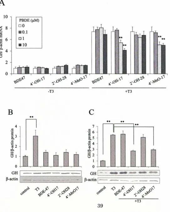 Fig.  1-2-4  Pull down assay of RNase A and the bb' fragments 