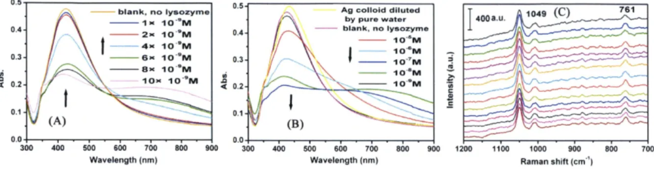 Figure 4. UV absorption spectra ofsilver colloid measured at 5 min after addition of lysozyme solutions