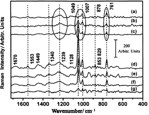 Figure 2. SERS spectra of lysozyme (10-5 M) obtained using sample
