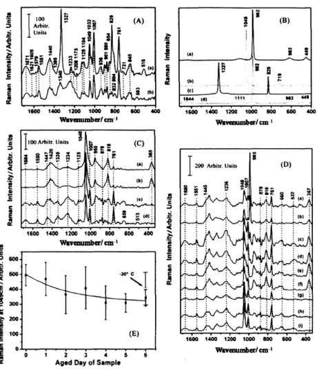 Figure 6. (A) SERS spectra of lysozyme (10'5 M) obtained with addition