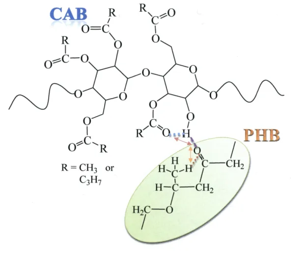 Figure 2. The ideal model of the change of the intra and inter molecular interactions ofPHB