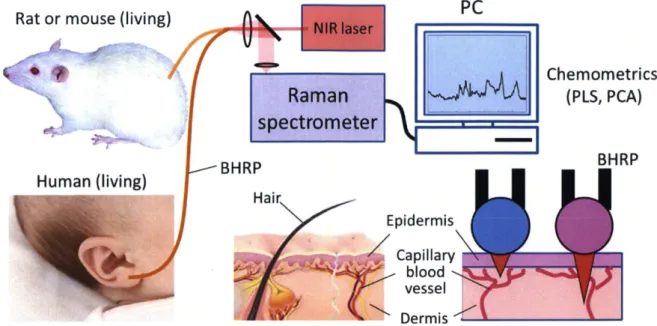 Figure 5. Proposed scheme of optical biopsy system for in vivo blood analysis using