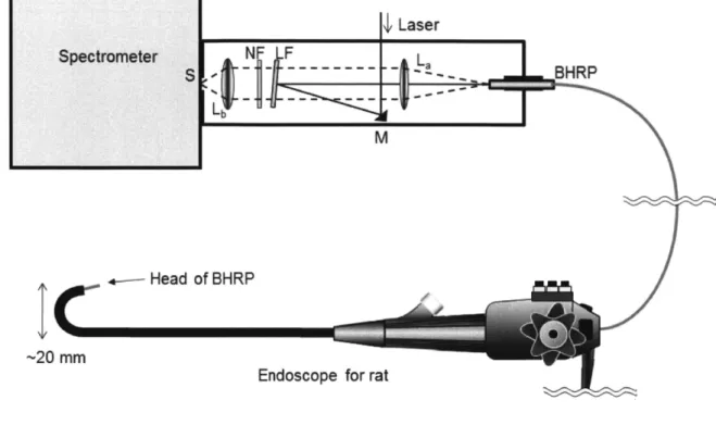 Figure 2. Schematic representation ofthe system setup for Raman measurement using the