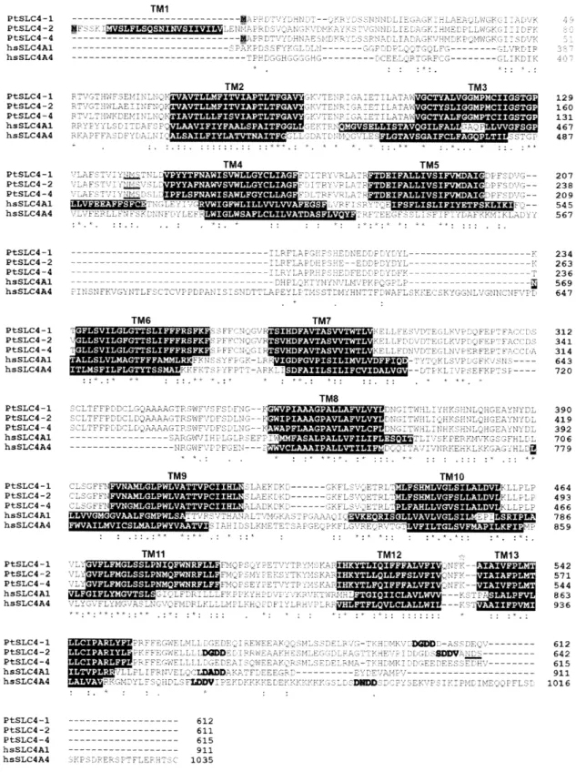 Fig.  2-4  Alignment  of  the  predicted  amino  acids  of  PtSLC4-1,  -2,  -4,  and  two  human  SLC4s