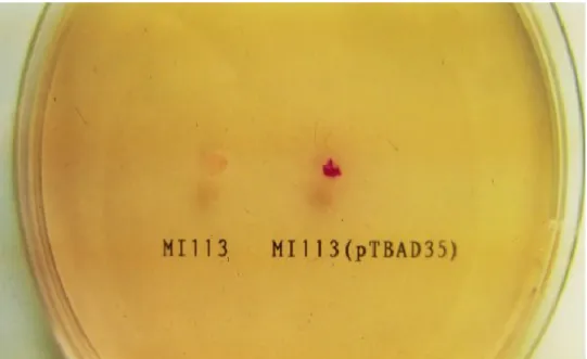 FIG. 1. Detection of ADH-producing colonies on the aldehyde indicator plate.   