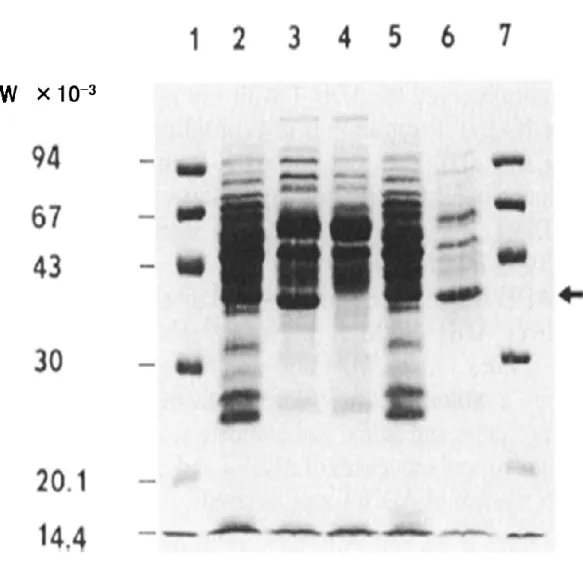 FIG. 2. SDS-PAGE analysis of cell extracts.   