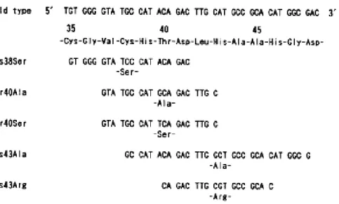 FIG. 6. Nucleotide sequence and deduced amino acid sequence of the catalytic site and  its  flanking  regions