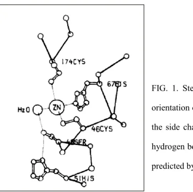 FIG.  1.  Stereo  diagram  showing  the  spatial  orientation of the zinc-bound water molecule,  the  side  chains  of  Ser48  and  His51,  and  the  hydrogen bond system between these groups,  predicted by Eklund et al (1)