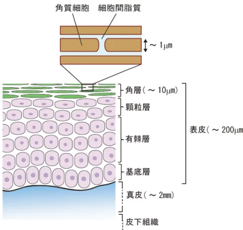 図 1-1.  皮膚角層の構造 