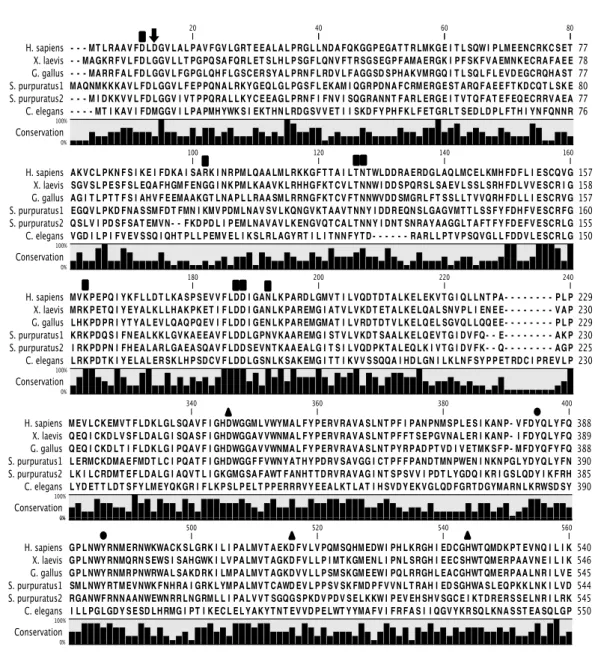 Fig.    I-­‐2    Sequence    alignment    between    Xenopus    sEH    and    sEH    derived    from    other   