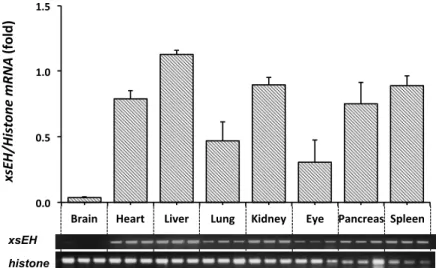 Fig.   I-­‐8      sEH   mRNA   distribution   in   several   tissues   of   Xenopus   laevis