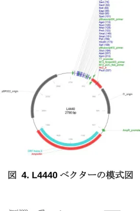 図   4. L4440 ベクターの模式図