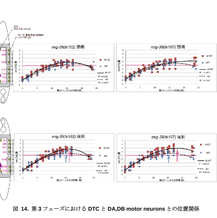 図   14.  第 3 フェーズにおける DTC と DA,DB motor neurons との位置関係 上図で示すように DA と DB 運動神経の細胞体の位置を、陰門を 0 として数値化し、DTC の位置 を継時的に数値として記録した。DA,  DB 運動神経の細胞体の位置を縦軸に、DTC の 2 回目のター ンからの時間を横軸にとって散布図を作成し、近似曲線を引いた。(A)  頭側 DTC の挙動。青色の点 が野生型、赤色が tk102 または tk107 変異体の各時間における DTC の位置を