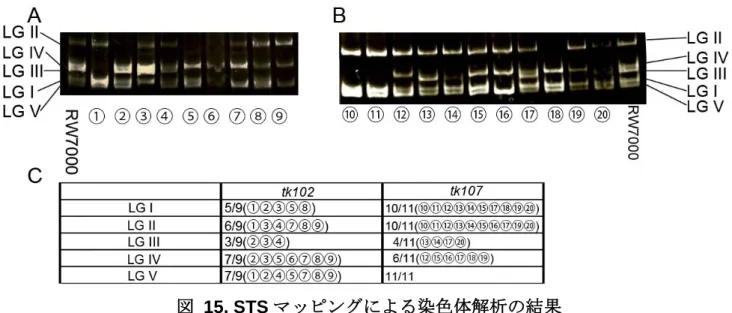 図  15. STS マッピングによる染色体解析の結果  (A) tk102 変異体及び(B) tk107 変異体の染色体マッピングでの電気泳動結果。数字は、 RW7000 と交 配したヘテロ株から独立に単離した DTC overshoot 異常を示す変異ホモ個体。(C)  tk102 及び tk107 変異体の泳動結果から各染色体でバンドが見られた個体とその割合を示している。 tk102 変異体は III 番染色体で、tk107 変異体は III 及び IV 番染色体で RW7000 株由来のバンドの出現