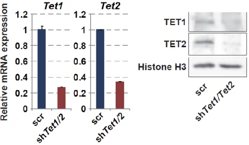 図 2-22: Tet1/Tet2 のノックダウン効率