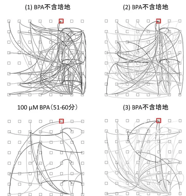 図 5.12 100 μM BPA のコネクションマップへの効果（50-60 DIV）. 