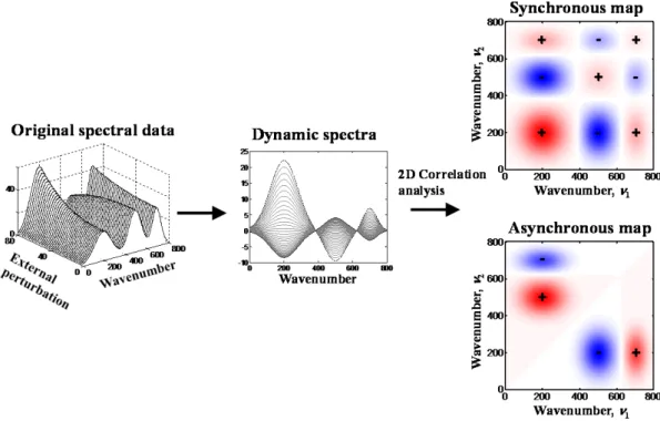 Figure 4. General scheme of the generalized two-dimensional correlation  spectroscopy 