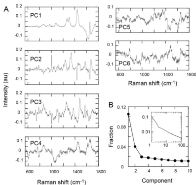 Figure 4. Principle components in the Raman spectra 