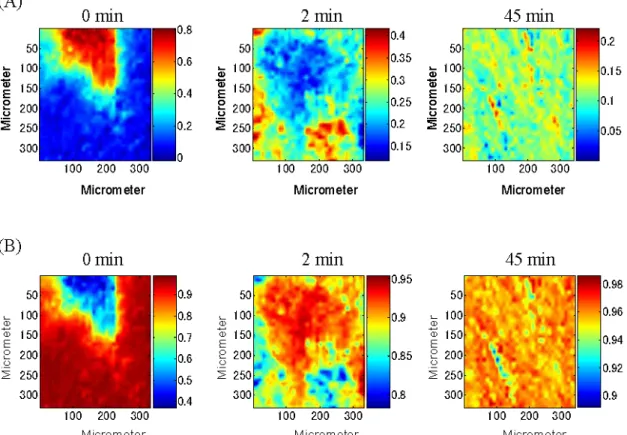 Figure 1-3  Concentration profiles C of (A) PTX and (B) palmitic acid for each tablet  ground for 0, 2 and 45 minutes 
