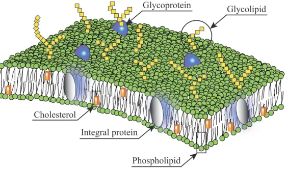 Figure 1.1: Schematic representation of biomembrane based on the fluid mosaic membrane model [10, 16]