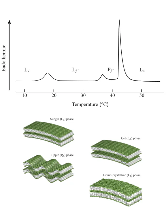 Figure 1.3: A DSC thermogram of the pure DPPC bilayer showing three phases transition (L c’ → L β 0 → P β 0 → L α ) and schematic illustration of the bilayer stricture in each phase [7, 8, 82–84, 86, 89, 90, 92, 93, 96–99]