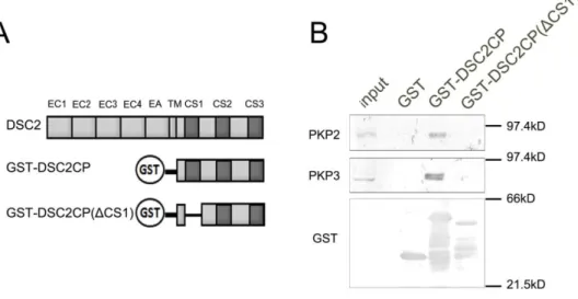 図 17. GST-プルダウンアッセイ法を用いた PKP2 または PKP3 との相互作用の検討 
