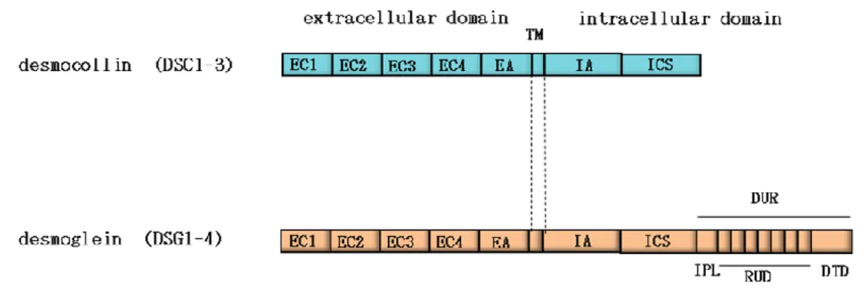 図 3.  デスモソームカドヘリン模式図 