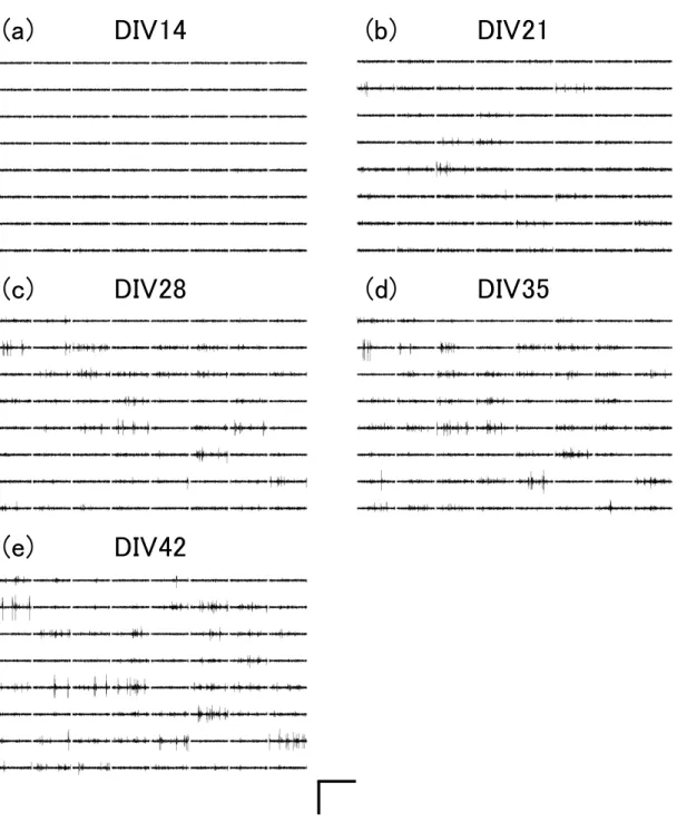 図 2.12 培養日数に依存した自発性神経活動の変化．（ a ） DIV14 ， （ｂ） DIV21, （ c ） DIV28 ，
