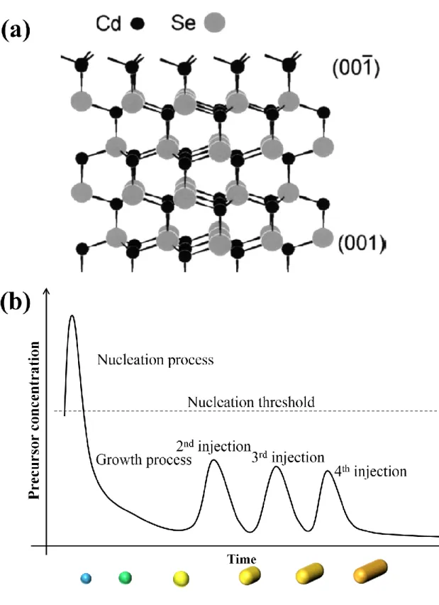 Figure  1.4  (a)  The  crystal  structure  of  wrutzite  CdSe 12   and  (b)  the  scheme  of  anisotropic  growth of colloidal semiconductor nanocrystals using a multiple injection method