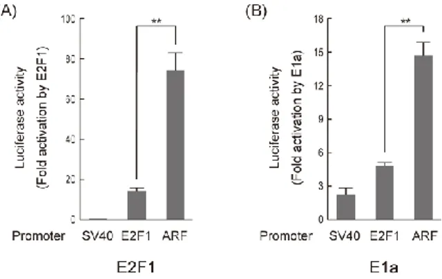 図  3-1-4.  ARF プロモーターは E2F1 プロモーターよりもがん性変化に対して 高い反応性を示す 