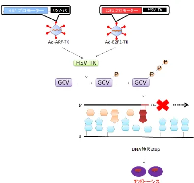 図  3-1-5. HSV-TK と GCV による細胞傷害機構 