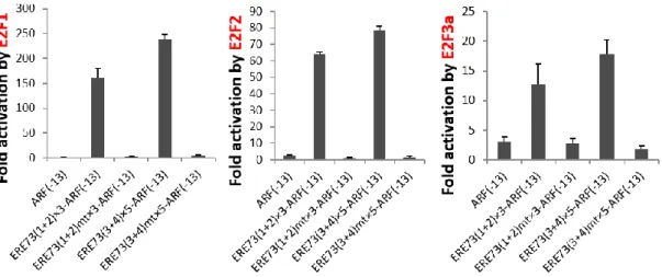 図 3-2-5.  変異型人工プロモーターは E2F1, 2, 3a の過剰発現に対してほとんど 反応性を示さない 