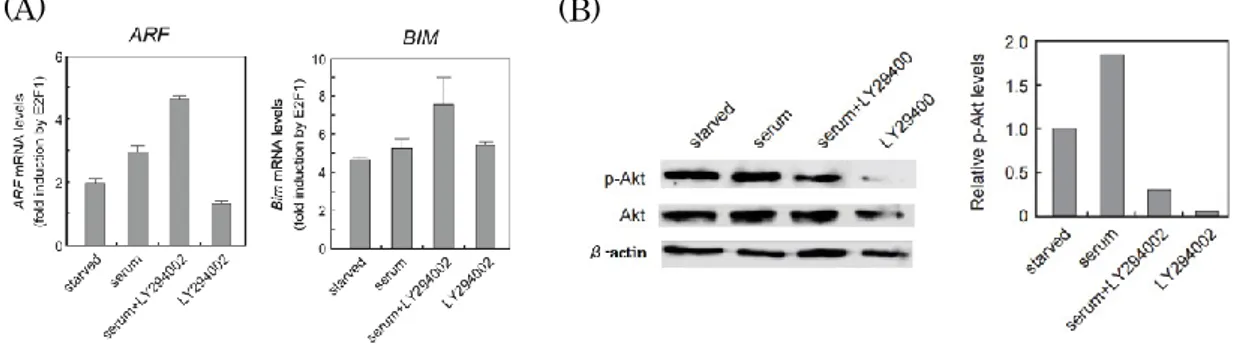 図 3-3-2.  増殖刺激によって活性化された PI3K は E2F1 過剰発現による ARF、