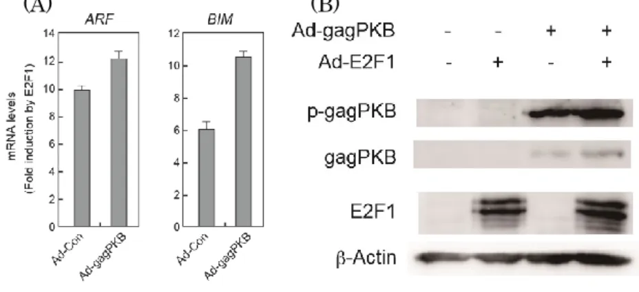 図 3-3-4.  恒常的活性型 Akt （gagPKB）は E2F1 過剰発現による ARF、 Bim 遺 伝子の発現誘導を阻害しない 