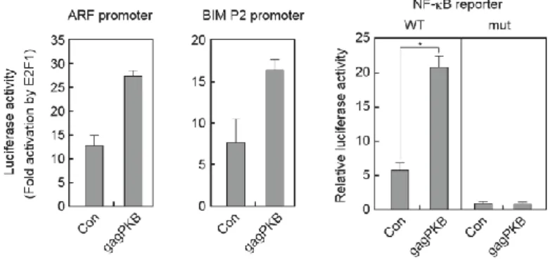 図 3-3-5.  恒常的活性型 Akt（gag-PKB）は E2F1 過剰発現による ARF  、Bim プロモーターの活性化を阻害しない 