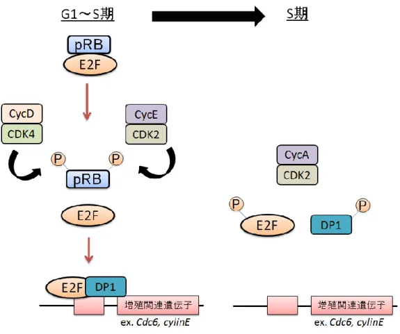 図 3-4-1. Cyclin/CDK 複合体による E2F 活性制御機構 