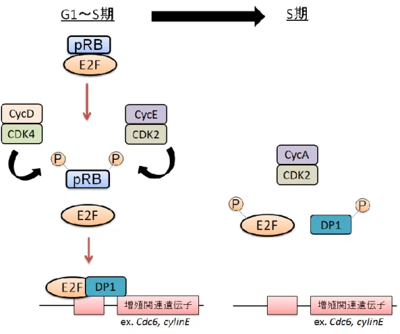 図 3-4-1. Cyclin/CDK 複合体による E2F 活性制御機構 