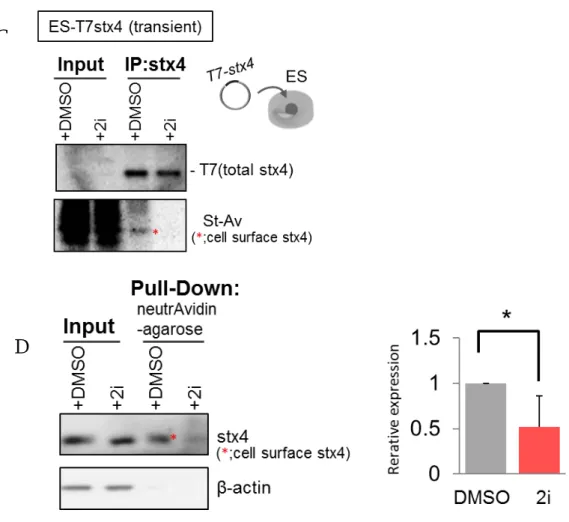 図 1-2 ：   MEK1/2 および GSK3β の阻害剤   (2i)  による細胞外 syntaxin-4 の発現量変化 A:   2i (MEK1/2 および GSK3β の阻害剤 )  を添加したときの syntaxin-4 の局在を膜透過処理