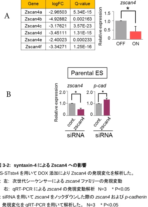 図 3-2:  syntaxin-4 による Zscan4 への影響 