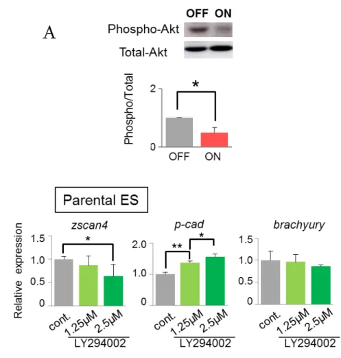 図 3-3:  PI3K/Akt シグナルと細胞外 syntaxin-4 の関わり 