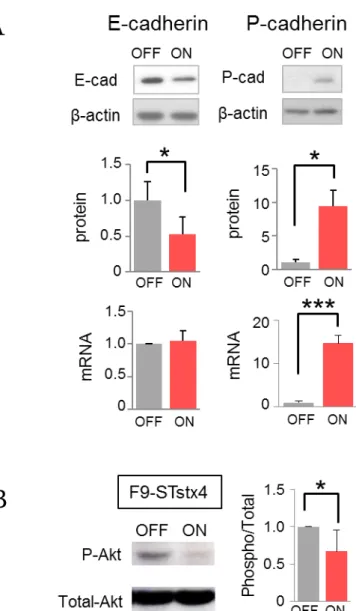 図 4-2:  細胞外 syntaxin-4 による E- to P-cadherin スイッチへの影響    