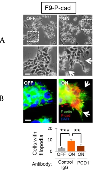 図 4-4: P-cadherin 強制発現による形態への影響