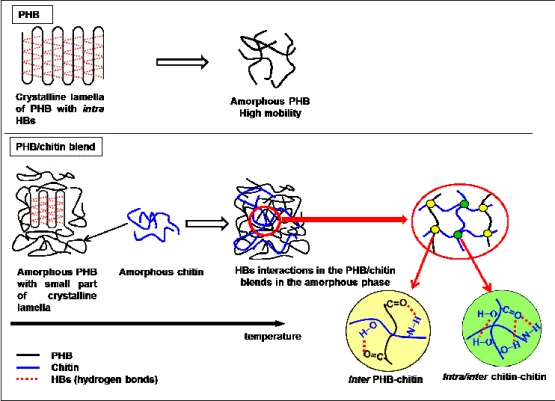 Figure 9. Sketch of the structure changes for PHB (up) and PHB/chitin blends with PHB 