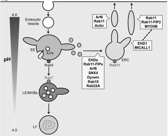Figure 2.    Molecular mechanisms of the endosome/lysosome pathway 