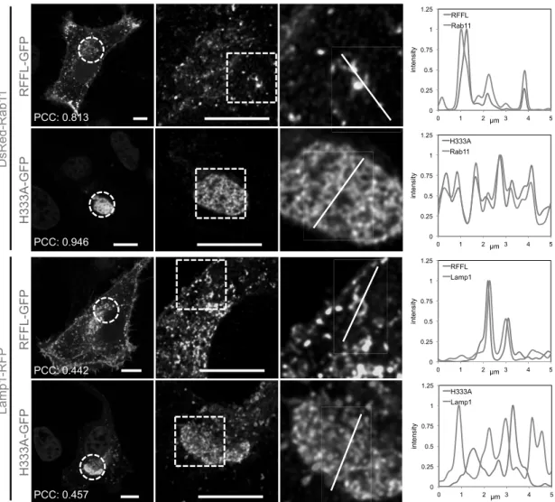 Figure 6. RFFL catalytic inactive mutants are localized to recycling endosomes. 