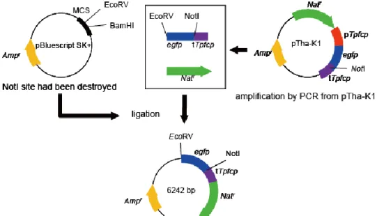 Figure 2-2 Construction of vector for characterization of the promoter activity  with egfp in T